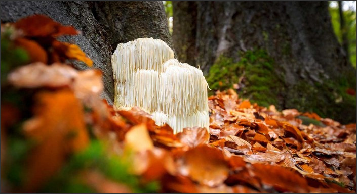 Lion’s Mane Benefits for Females: Potential Health Advantages for Women