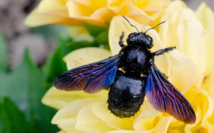 Can Carpenter Bees Sting? Understanding These Insects